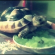 Moje J�linka... bohu�el mi p�ed p�r dny um�ela ;((((( Tady byla je�t� miminko, m�la jsem ji doma �erstv�. :)) Chyb� mi... ♥